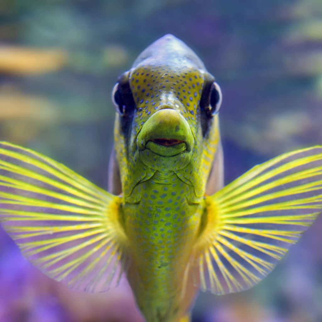 Saltwater Fish For Beginners – Reefco Aquariums