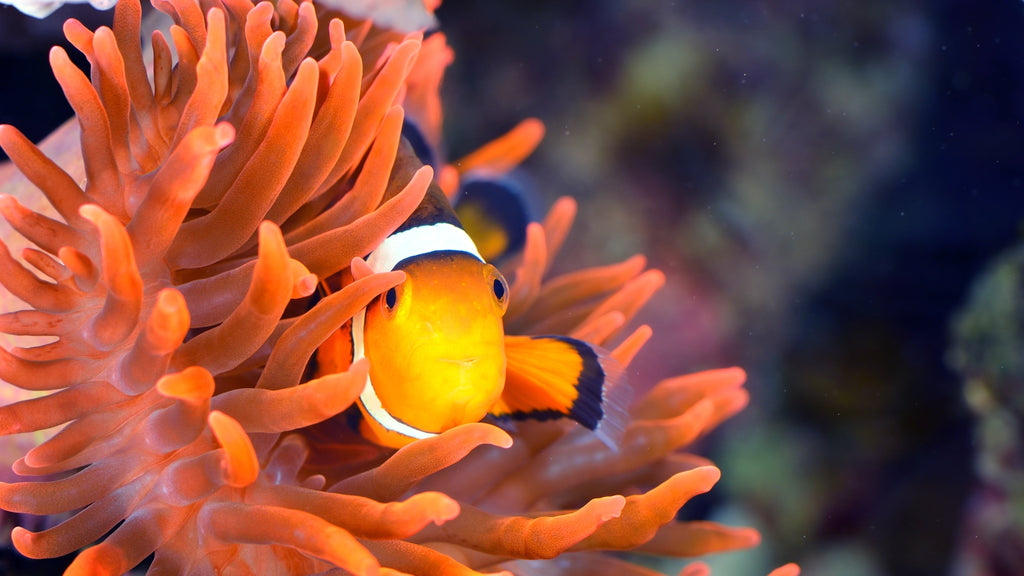 Setting Up a Reef Tank: Overcoming Hard Water in New Jersey - Reefco ... - Hard To Kill Saltwater Fish For Reef
