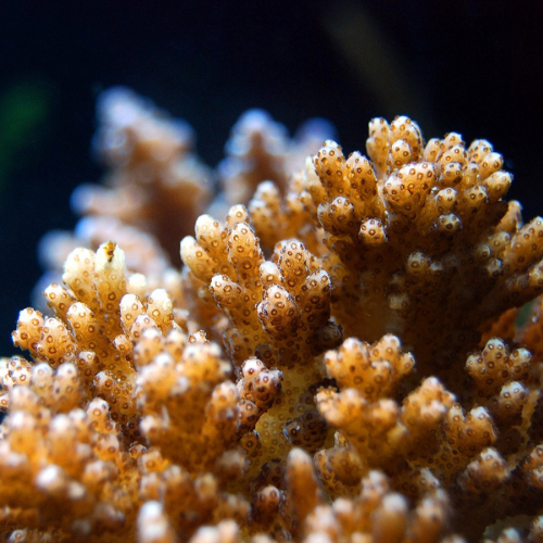 Why Is My Coral Turning Brown? Reefco Aquariums