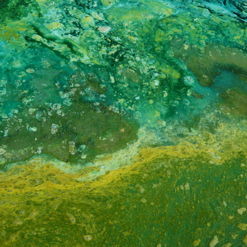 Thumbnail for Natural Algae Control For Saltwater Reef Aquariums