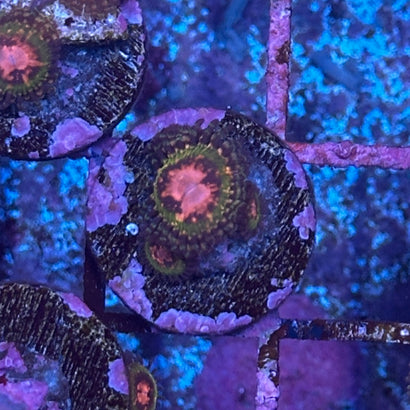 Pink Krakatoa Zoa