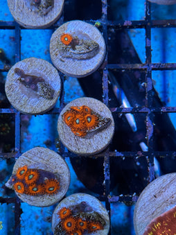 Charmander Zoa