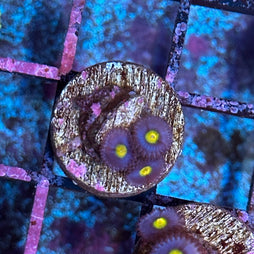 AOI Zoa