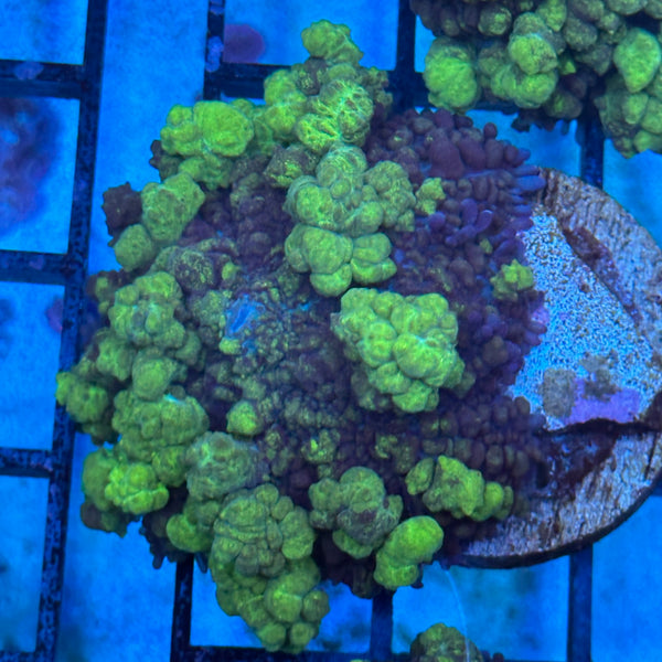 Uranium Bounce Mushroom – Reefco Aquariums