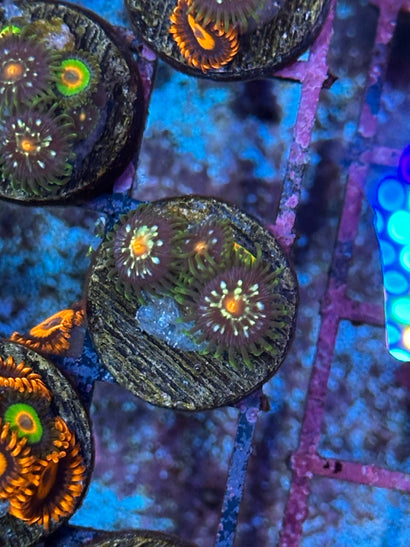 Star Gazer Zoa