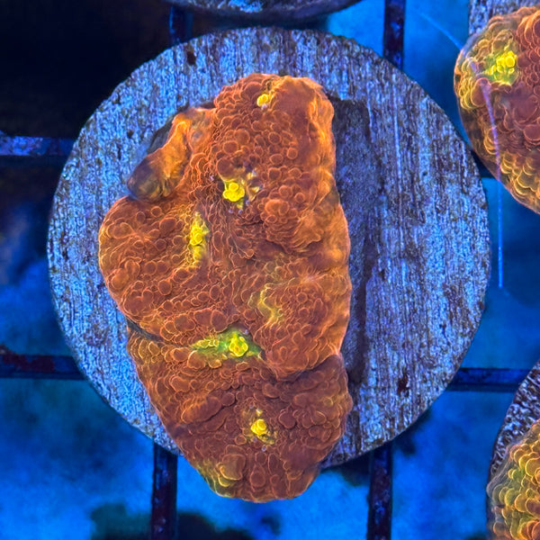 D2887E21-1B6B-40C0-884C-