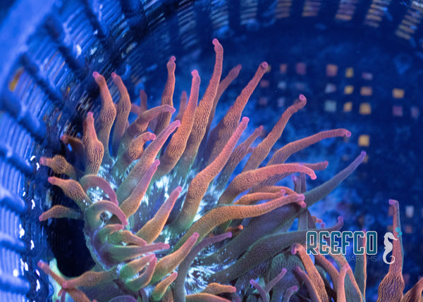 Nexus Anemone – Reefco Aquariums