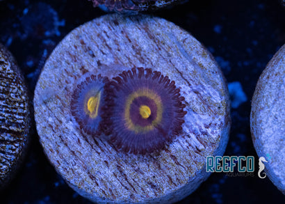 Wolverine Zoa
