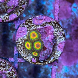 Rasta Zoa