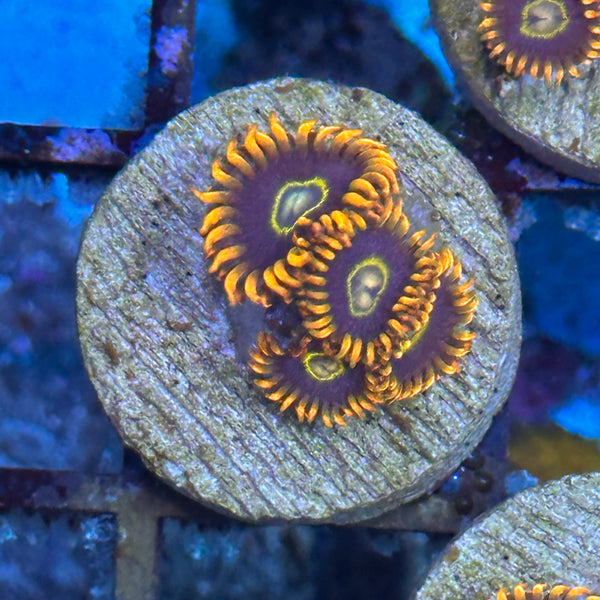 Rainbow Hornet - Overgrown Zoanthid Plugs 4A - WYSIWYG main image 0