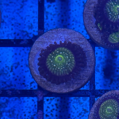 Frozen Apple Zoa
