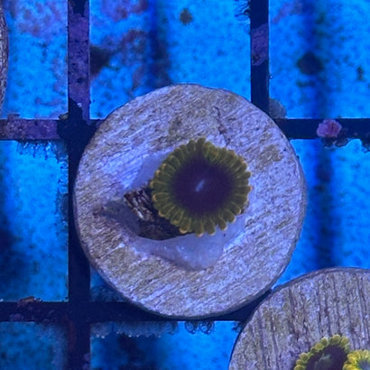 Thermosphere Zoa