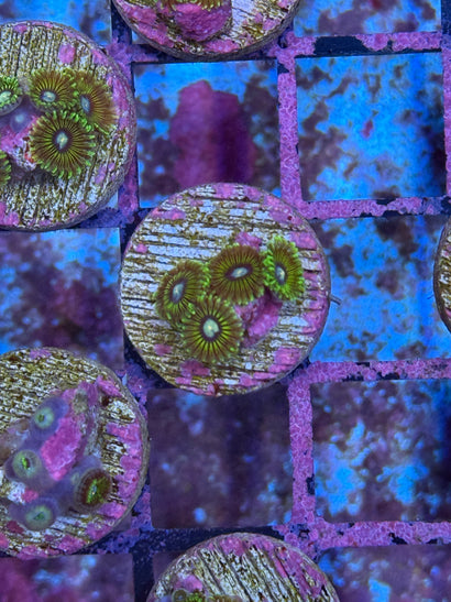 Ice King Zoa