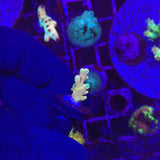 RRC Jaw Dropper Acropora 1
