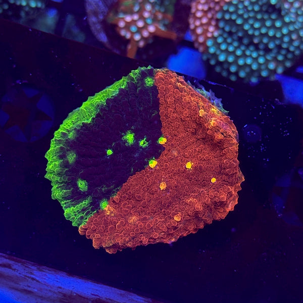 IMG_5191_grande.jpg?v=1718671210