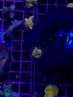 RRC Jaw Dropper