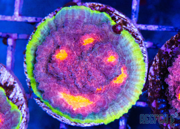JF Crazy Fox Chalice – Reefco Aquariums