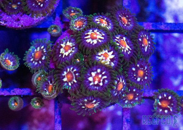 JF_star_gazer_zoanthid_grande.