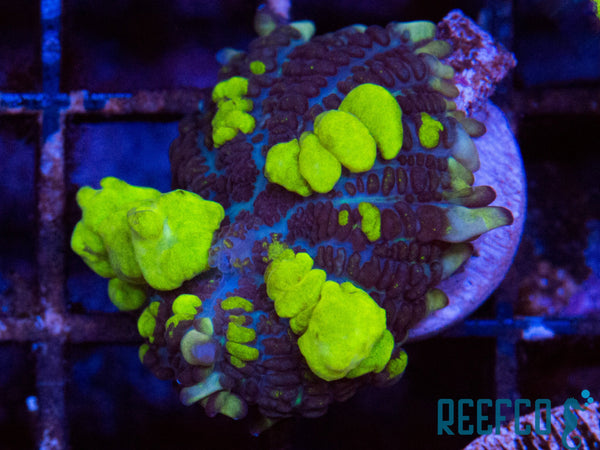 Uranium Bounce Mushroom – Reefco Aquariums