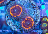 God of War Zoa