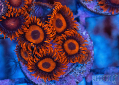 orange_oxide_40.jpg
