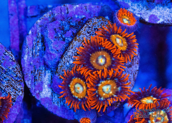 speckled_fire_and_ice_35_grand