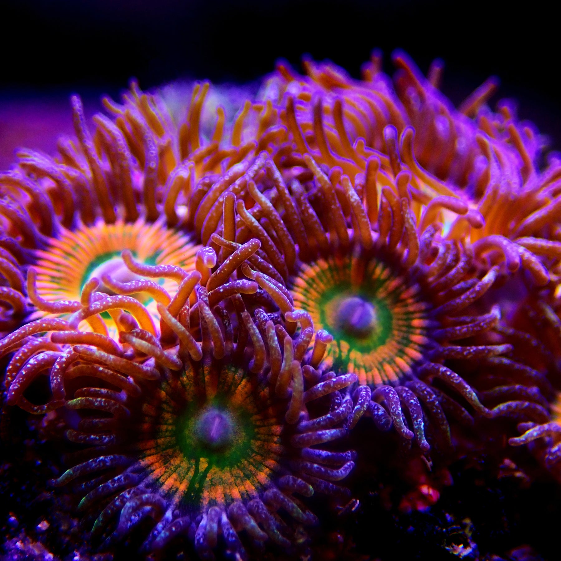 Zoa Pox: What Is It & How To Treat It – Reefco Aquariums