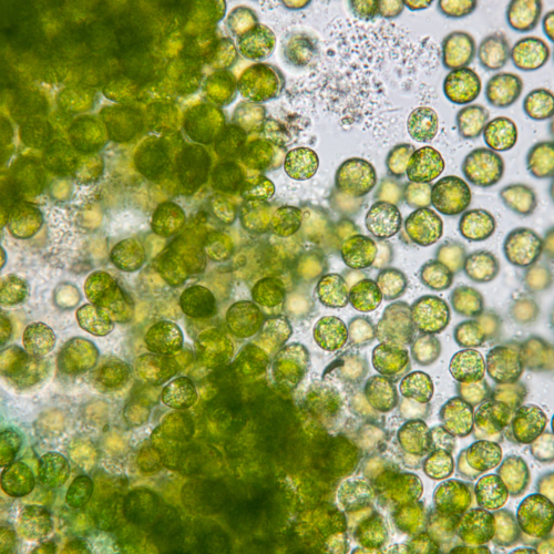 What Is An Aquarium Refugium? – Reefco Aquariums