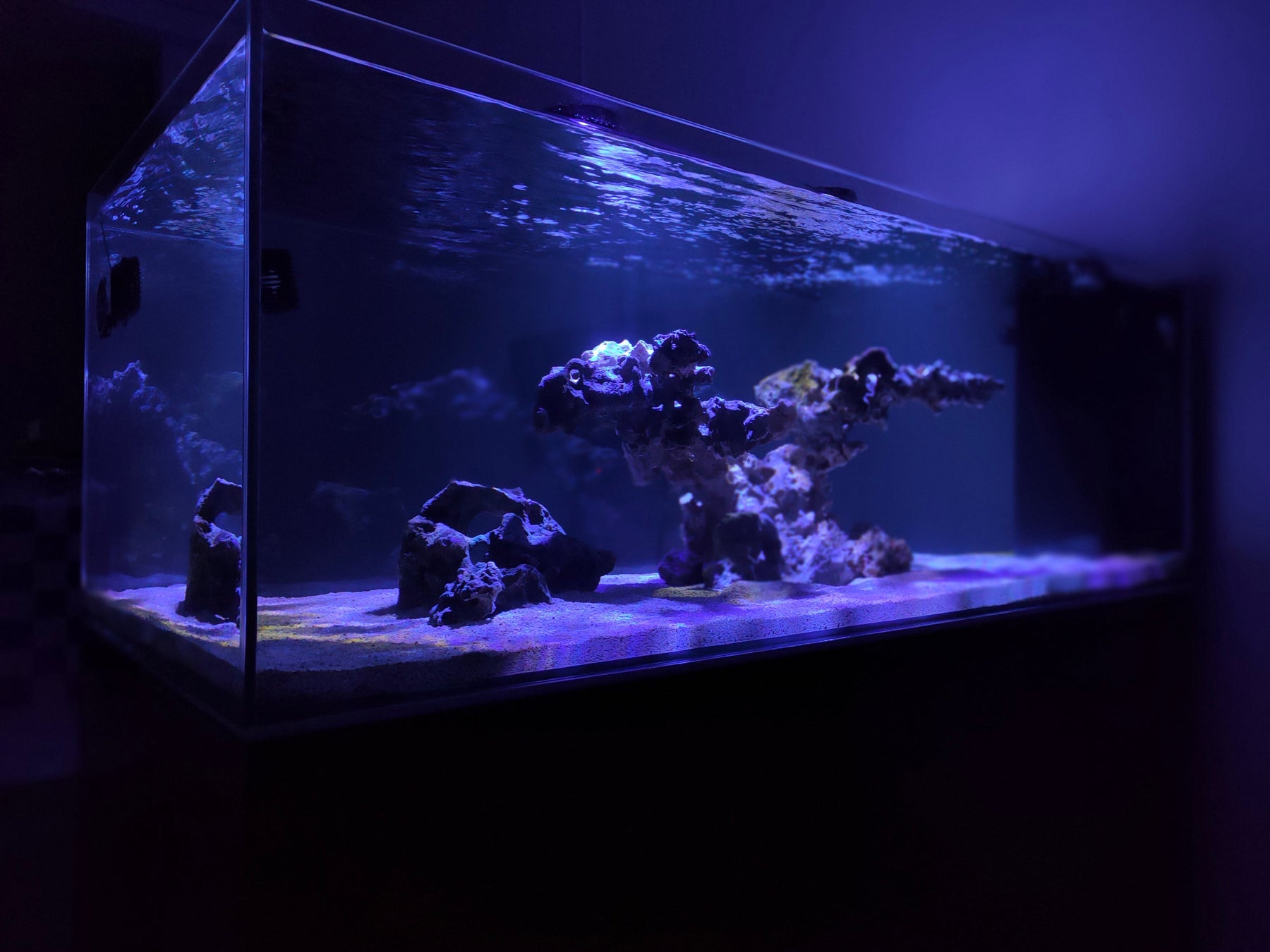 Seasonal Care for Reef Tanks: Essential Tips for Healthy Corals