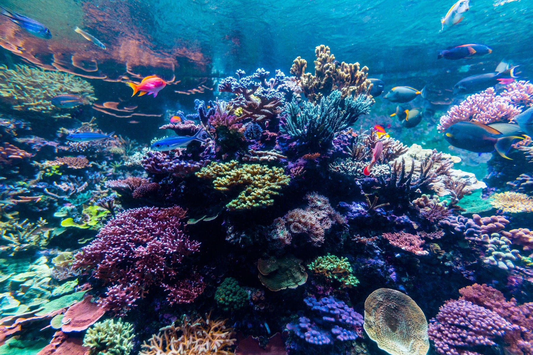 Marine Reef Temperature Stability: Essential Tips for Healthy Ecosystems