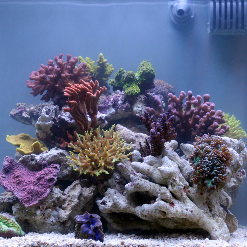 Fish Tank Without Fish Can Corals Live Without Fish In An Aquarium? – Reefco Aquariums