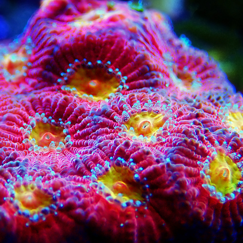 A closer look at Why Great Coral Light Is Important