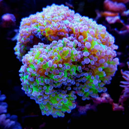 LPS Coral Care Guide For Beginners – Reefco Aquariums