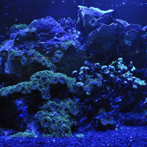 The Role of Blue Light in Aquariums