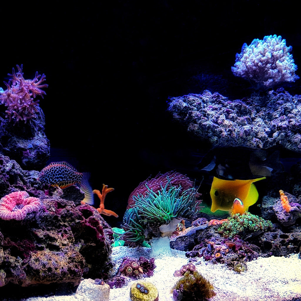 Reef Keeping Fish-keeping 101: A Foolproof Guide To Saltwater Aquarium Installation ...