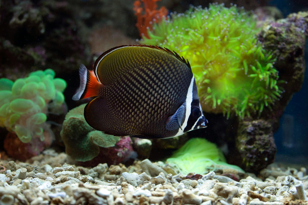 What Are Isolation Chambers? A Beginner’s Guide for Reef Tanks – Reefco ...
