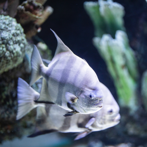 The Benefits Of Aquariums For Seniors & Senior Care Centers – Reefco ...