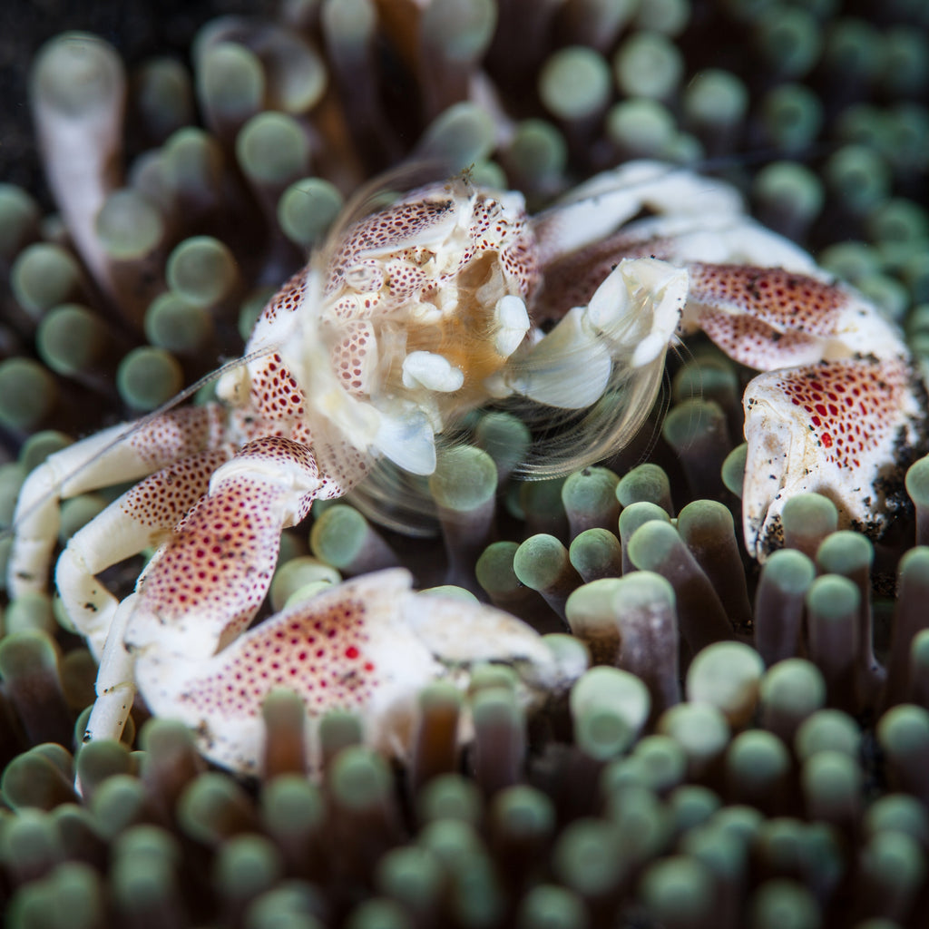 7 Symbiotic Pairings For Rееf Tanks – Reefco Aquariums