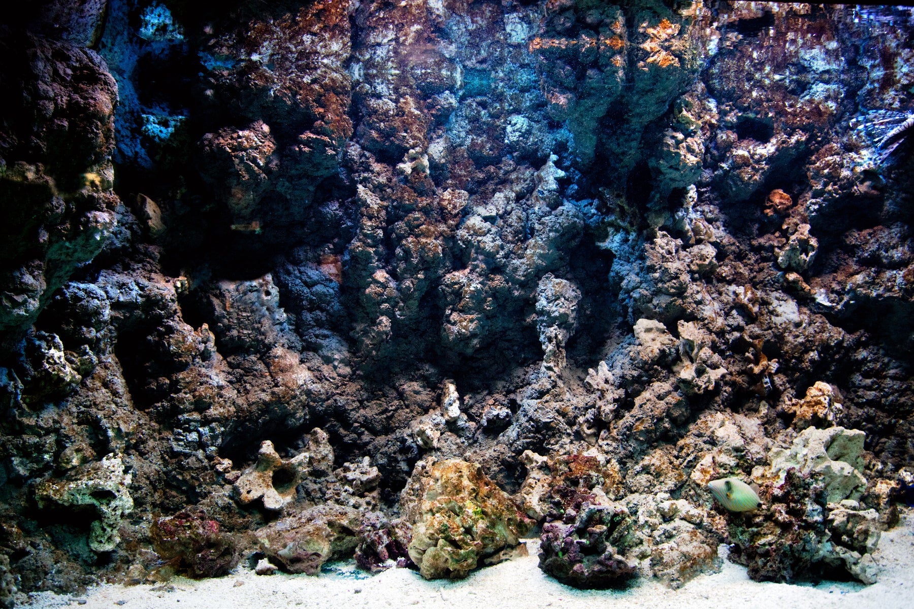Aquascaping Your Reef Aquarium Like A Pro! – Reefco Aquariums, image size:1800x1200