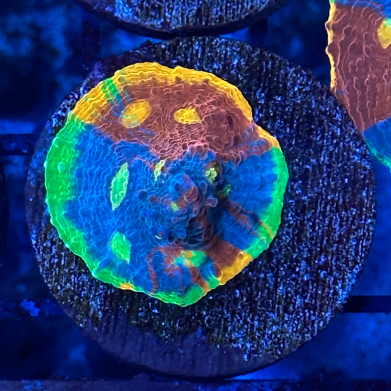 Jelly Bean Chalice – Reefco Aquariums