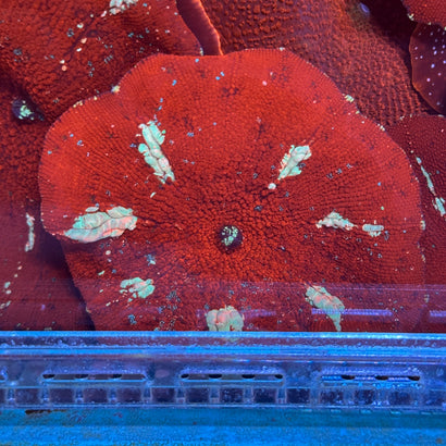 Red Interstellar Mushroom