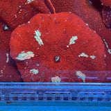 Red Interstellar Mushroom