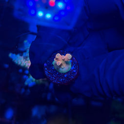 RRC Jaw Dropper Acropora
