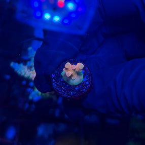 RRC Jaw Dropper Acropora