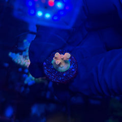 RRC Jaw Dropper Acropora