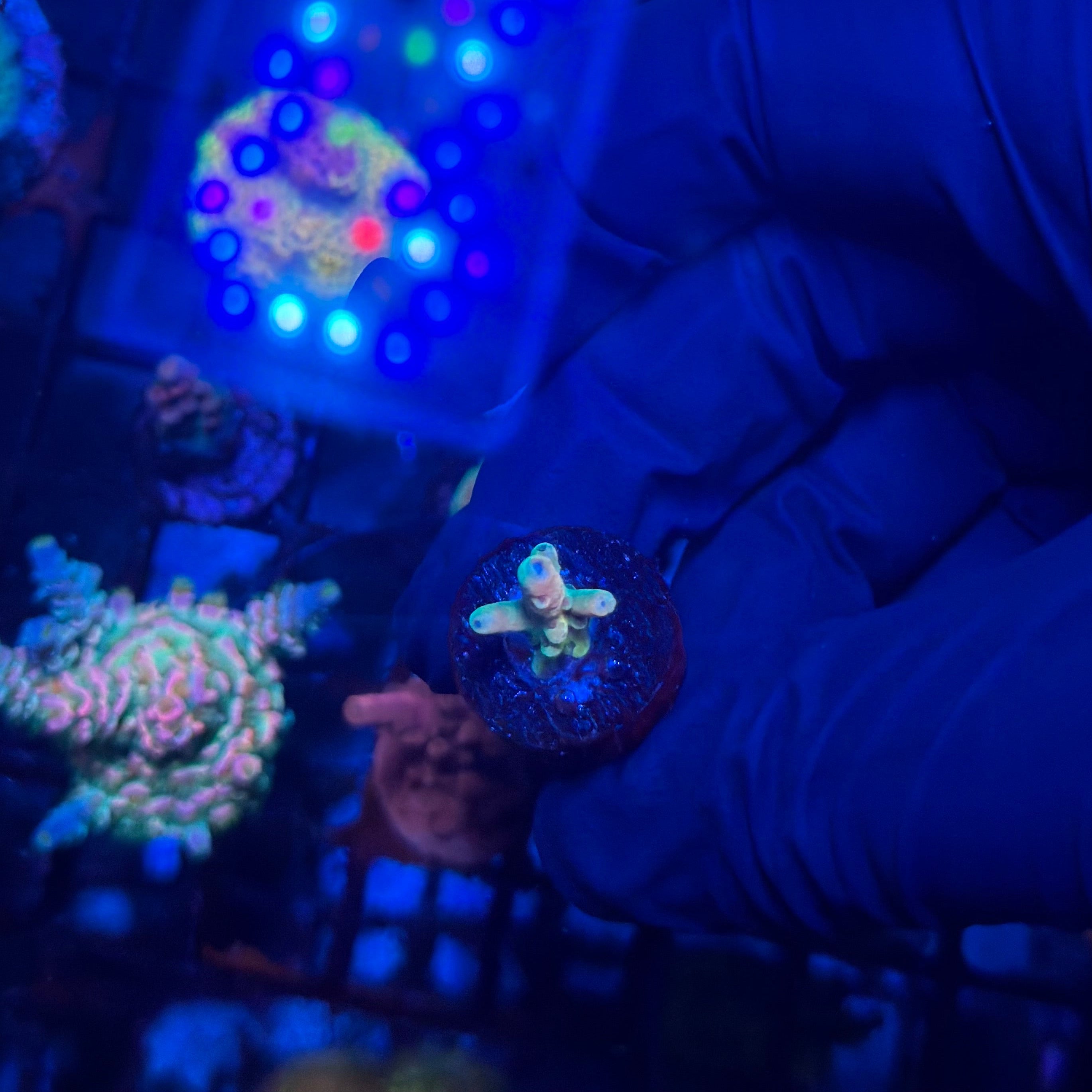 RRC Jaw Dropper Acropora