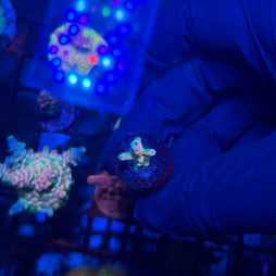 RRC Jaw Dropper Acropora