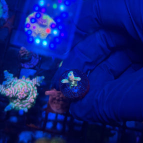 RRC Jaw Dropper Acropora