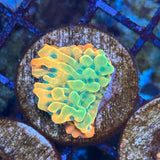 Beach Bum Montipora