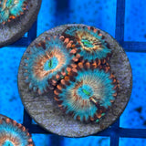 Seduction Zoa